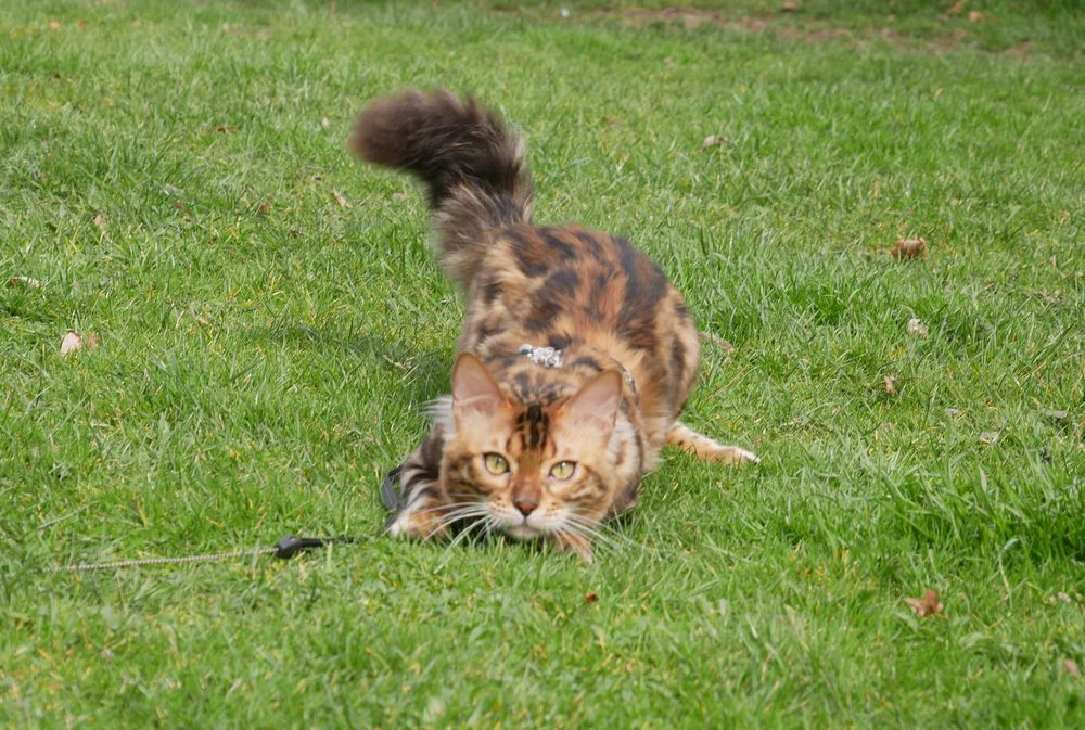 Jerry kocurek bengalski dlugowlosy