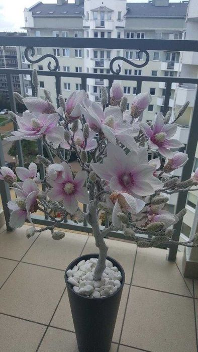 Drzewko Magnolia