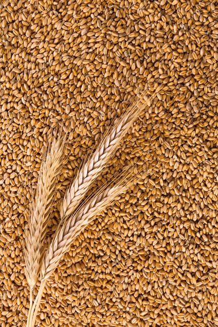 Продам пшеницю врожай 2022р.
