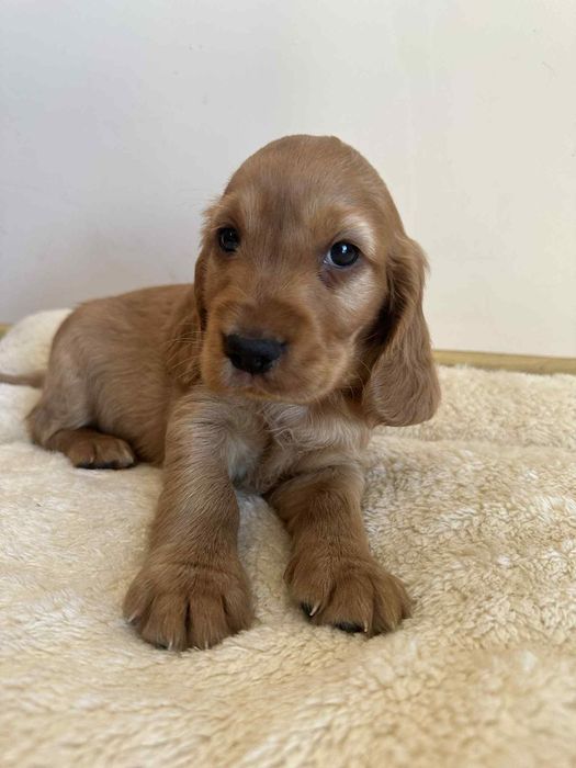 Cocker spaniel angielski