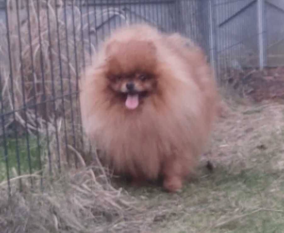 Szpic miniaturowy pomeranian zkwp FCI, miś, bez wad!