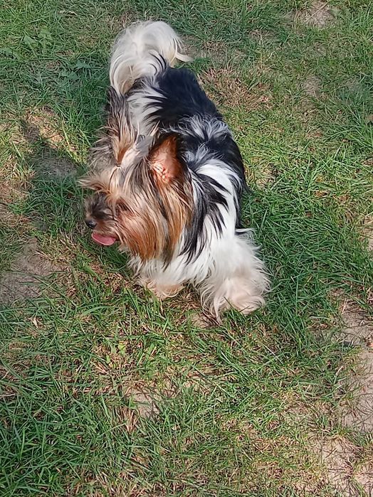 Biewer Yorkshire terrier