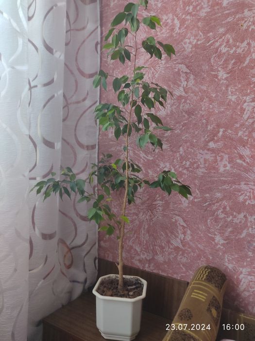 Фікус Бенджаміна