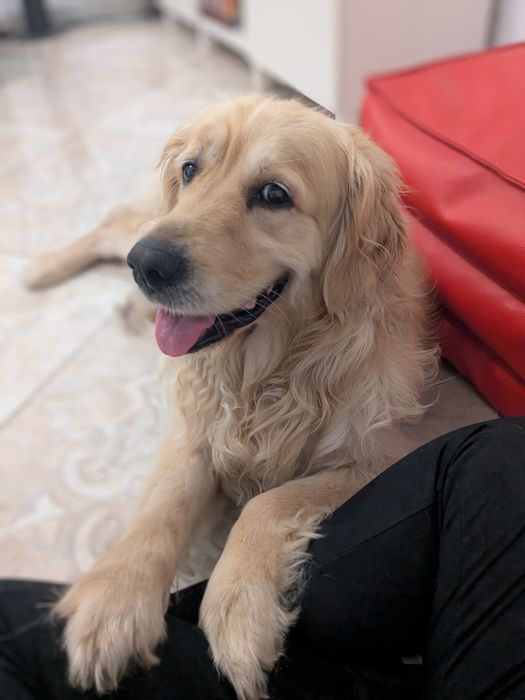 Pet sitting e pet walking