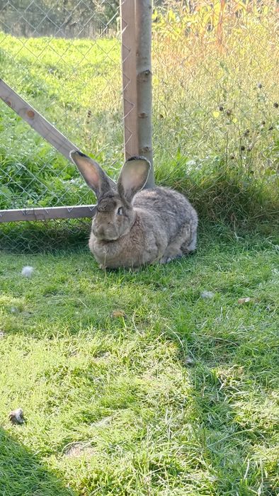 Бельгійці,кролі,самички