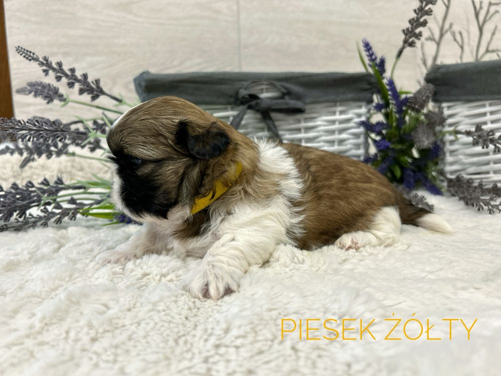 Shih Tzu, tricolor, chłopczyk, piesek.