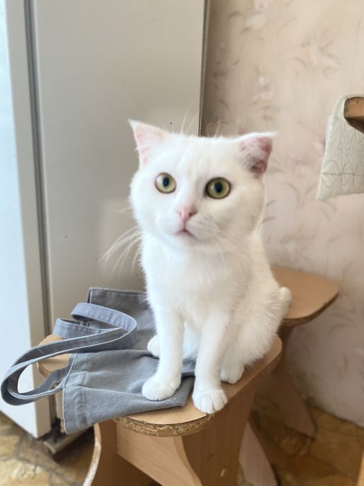 Віддається котик в добрі руки