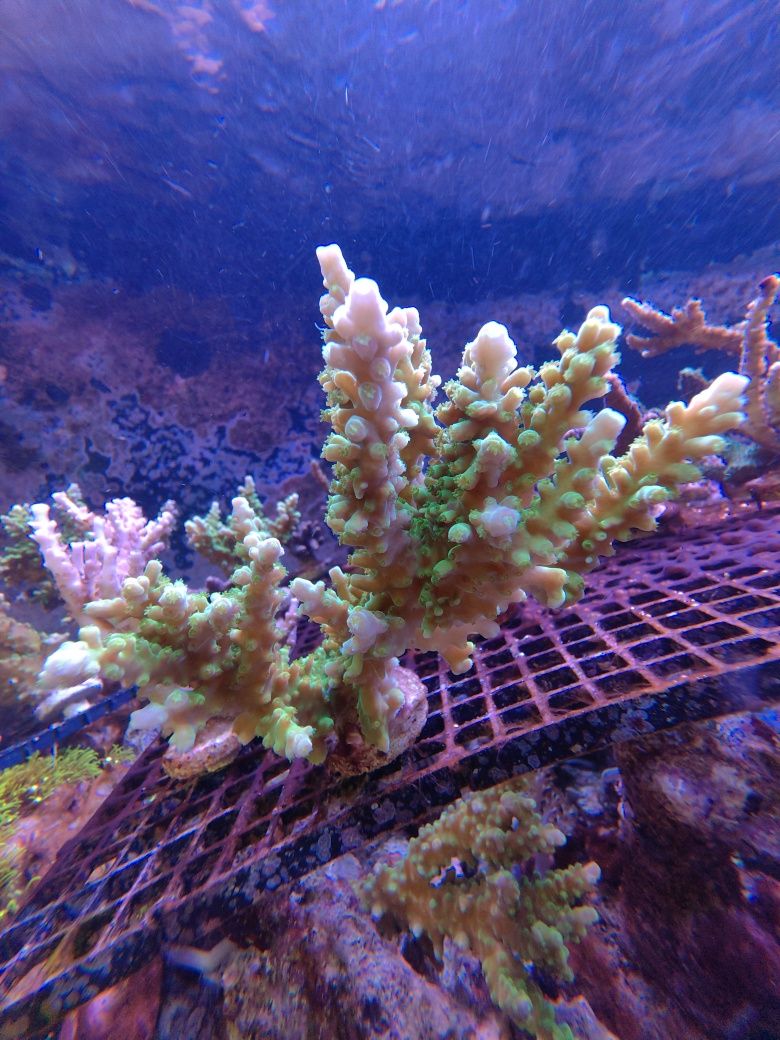 Koralowce SPS Austera Banana