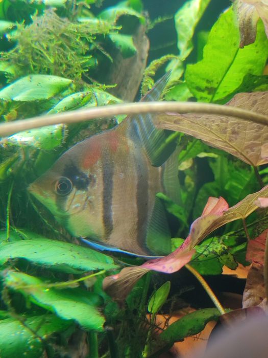Skalary mancapuru Red