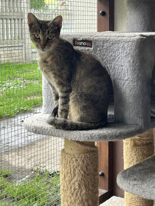 Tigra - poleca się do adopcji .
