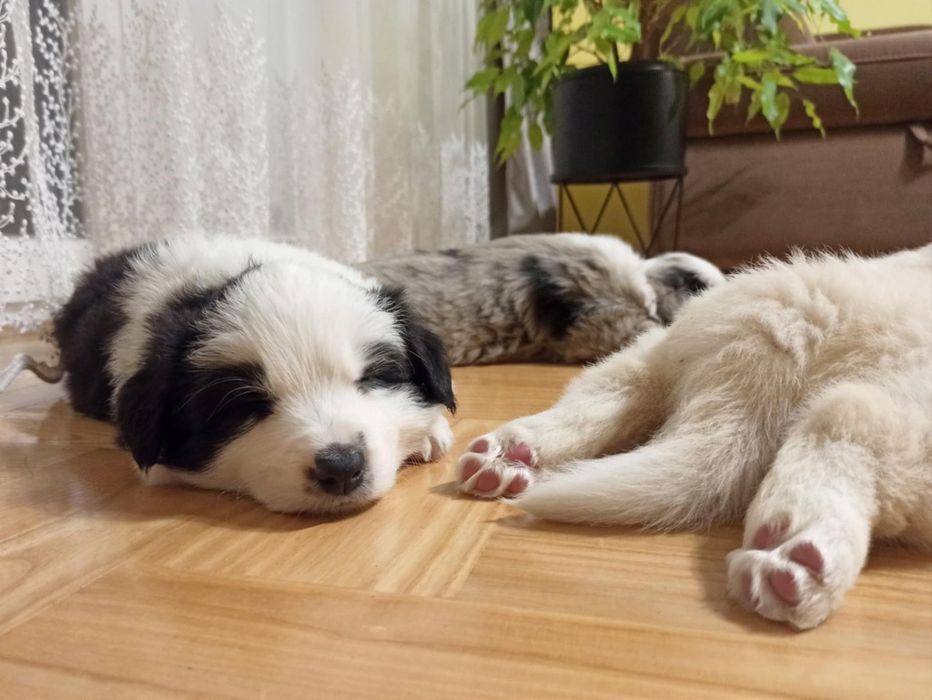 Szczenię Border Collie ZKwP pies samczyk