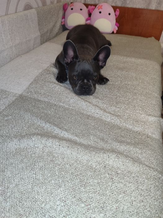 Дівчинка голубого окраса