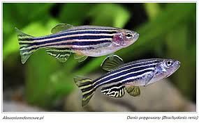 GB danio pręgowany