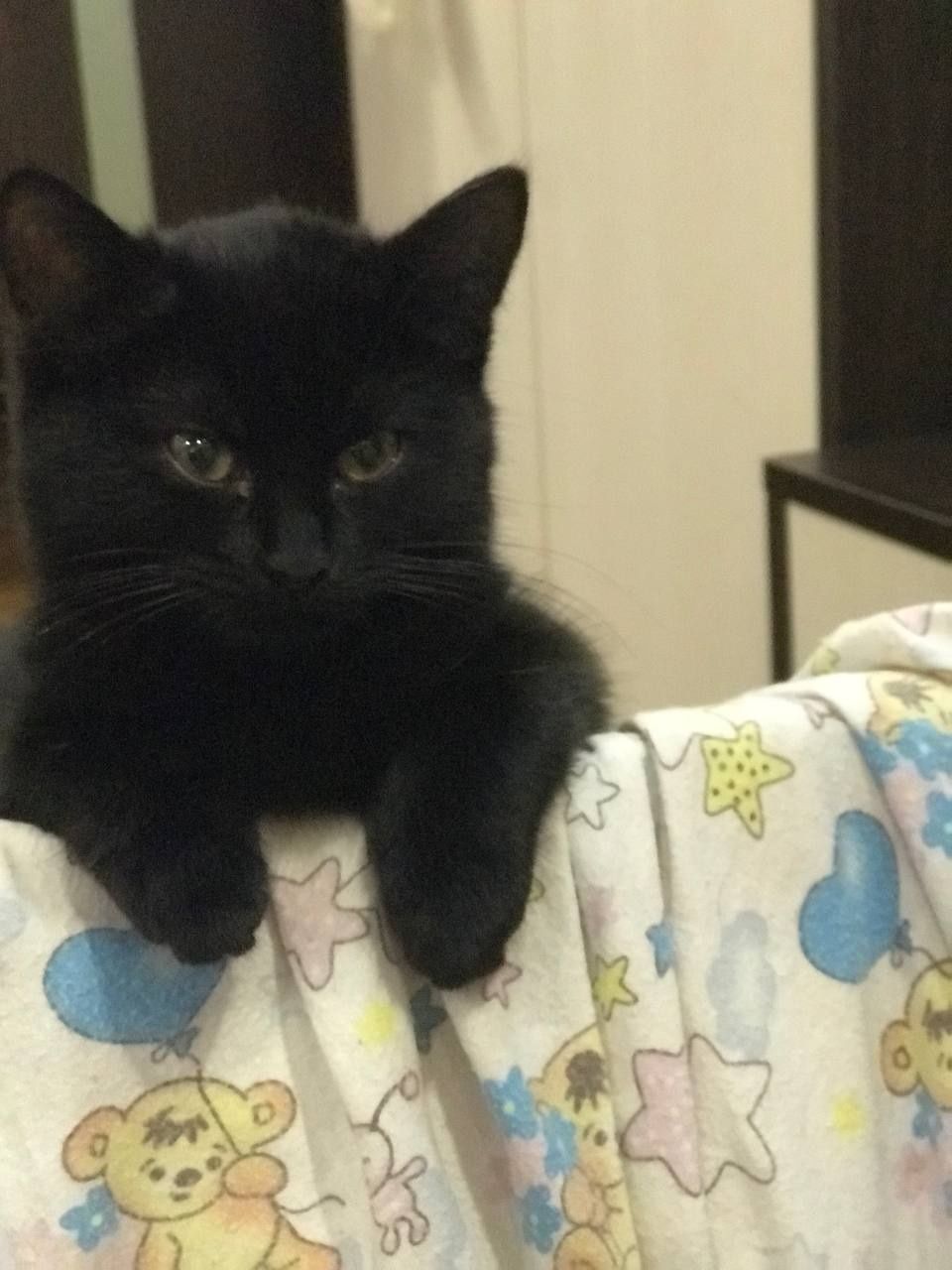Неперевершені кошенята шукають дім