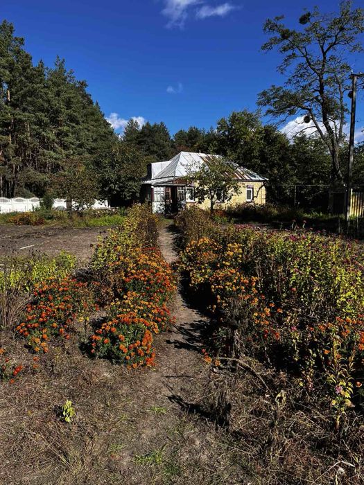 Продам ділянку в ПРОЦЕВІ 17сот  з будинком і комунікаціями