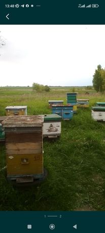 Бджоли, бджолопакети,відводки