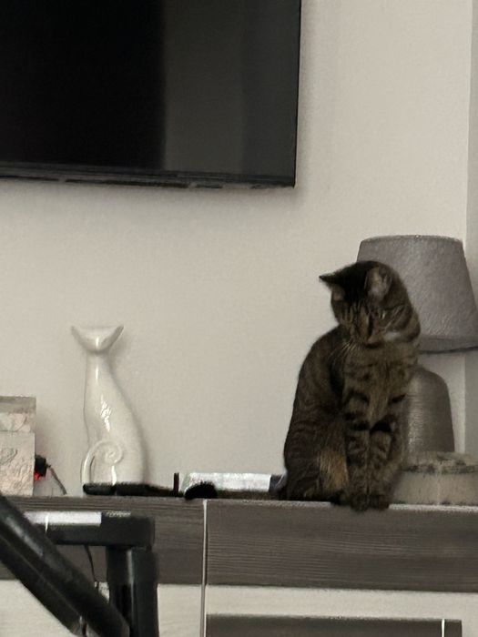 Oddam kotka 3 letniego