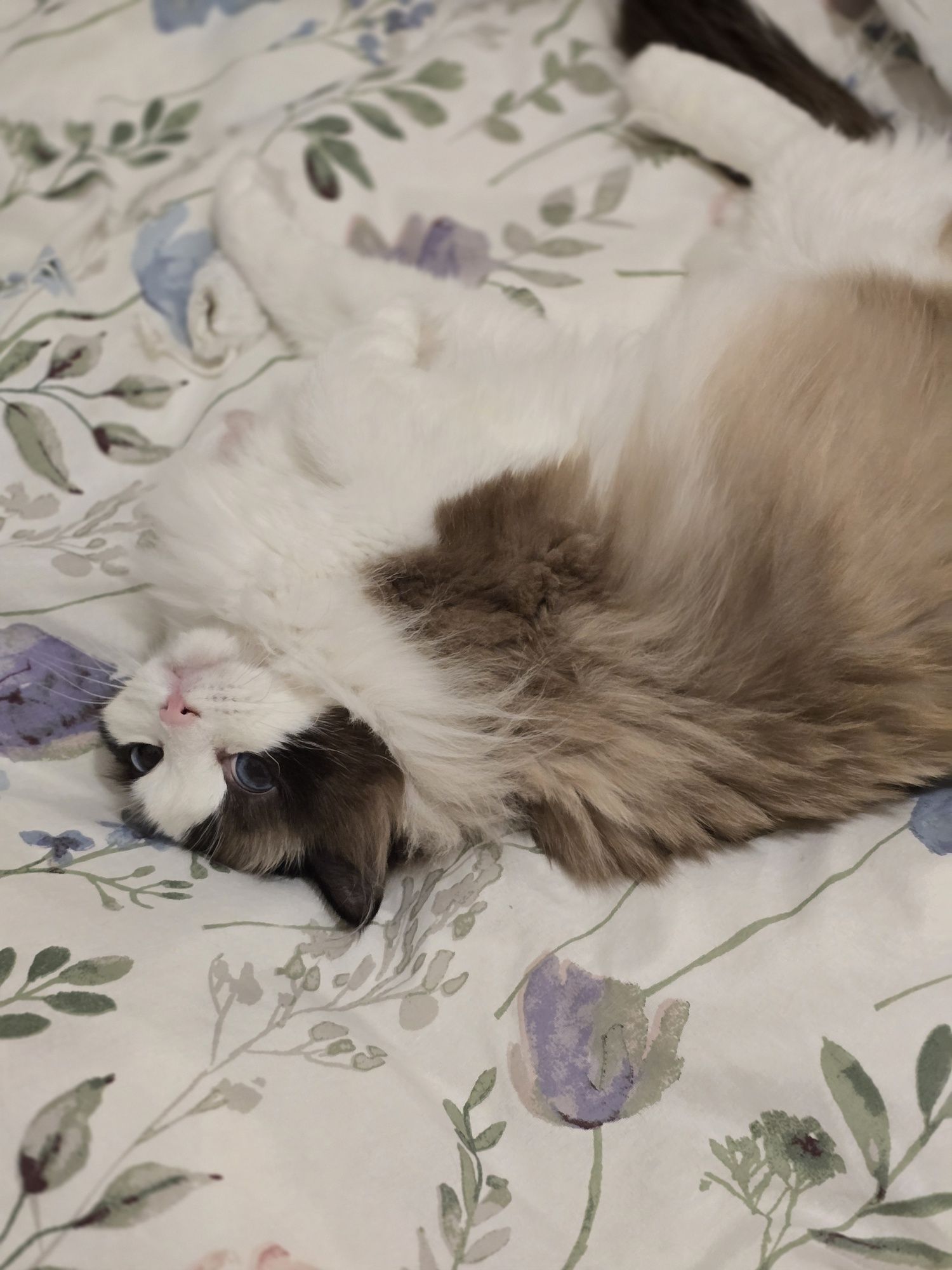Dorosła,  śliczna  kotka Ragdoll, rodowód FPL