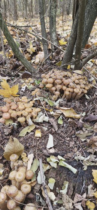 Мариновані гриби опеньки 2025р.