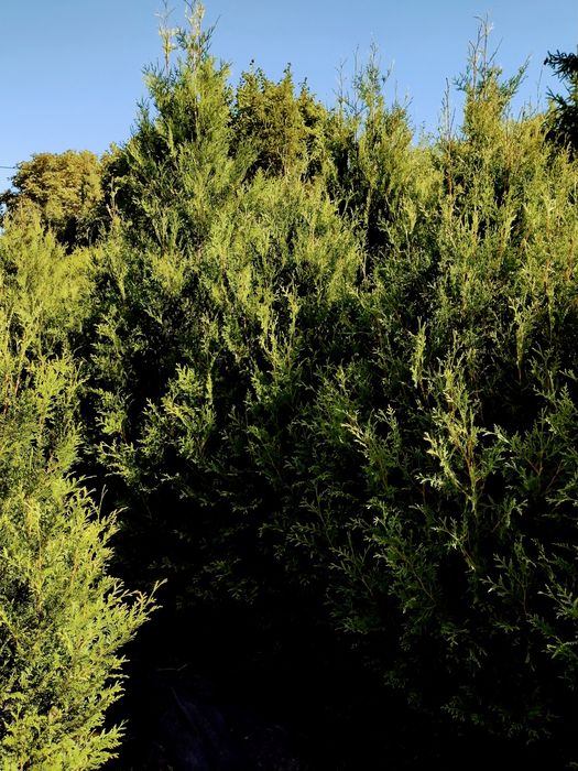 Tuja Aureospicata wysoka 230-260 cm, tuje SZMARAGD różne wysokości