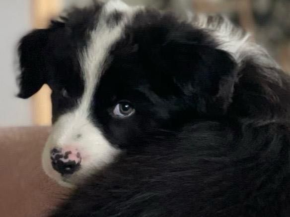 Piesek Border Collie - Hodowla Salus Canis FCI