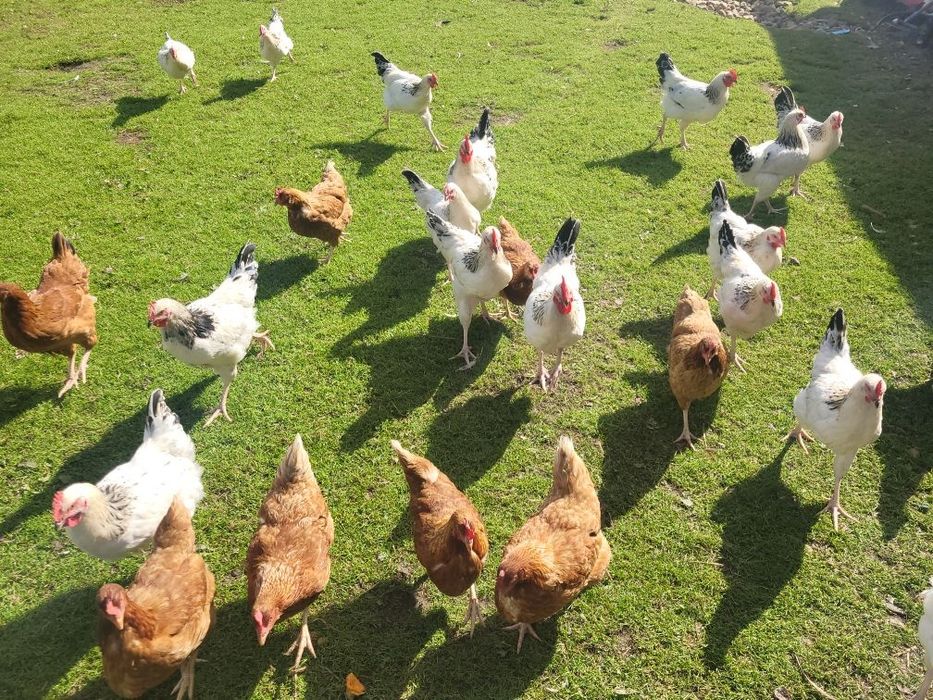 Młode koguty z wolnego wybiegu.