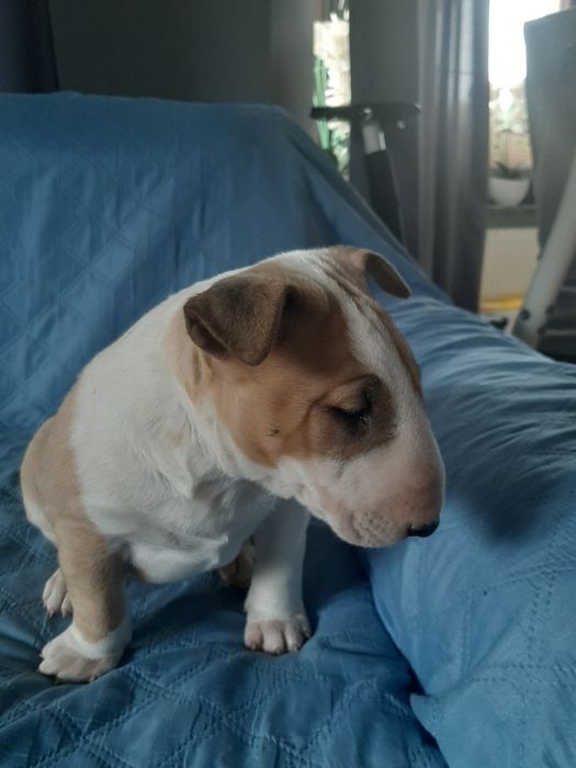 Bulterier standard -pies