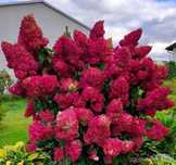 Hortensja bukietowa 'Diamant Rouge' Hydrangea paniculata