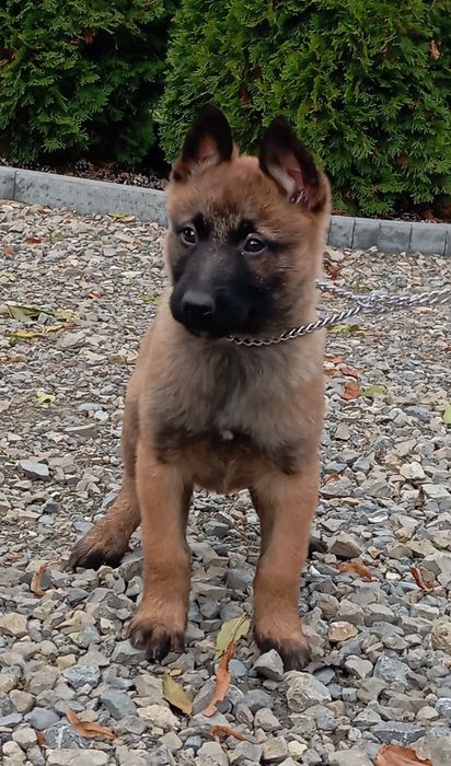 Sprzedam Owczarka Belgijskiego Malinois