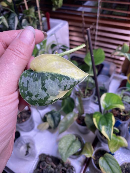 Сциндапсус Маярі