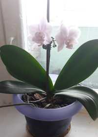 Продам Орхидею ( Фаленопсис)