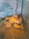 Terrarium z krabem