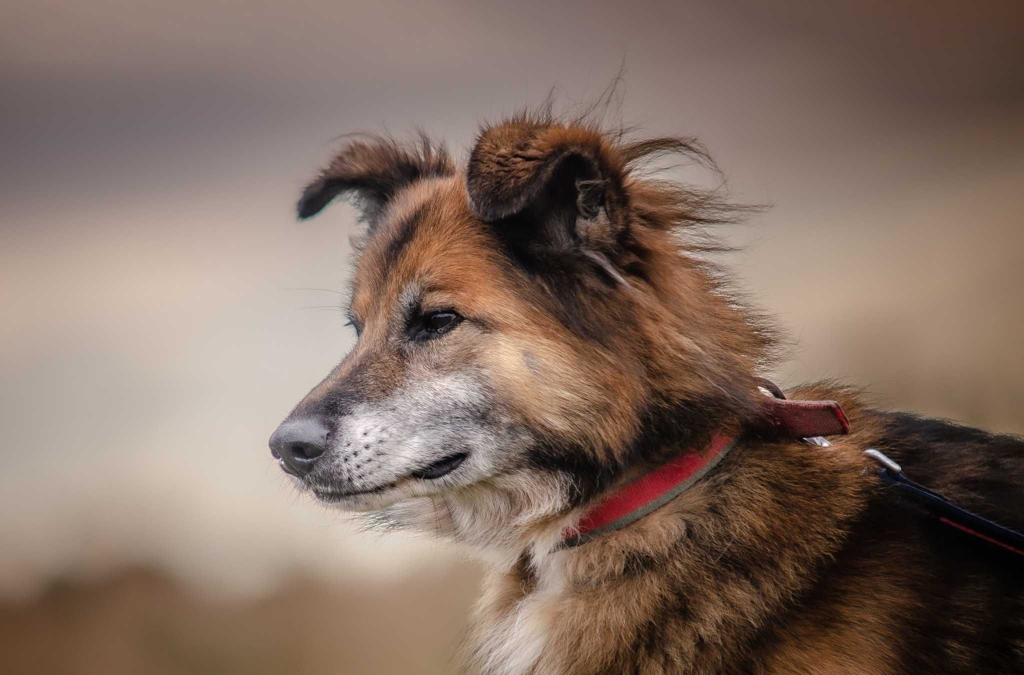 Liczi - kochany, fajny psiak do adopcji.