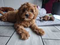 Cavapoo sunia cackapoo /maltipoo gotowa na zmianę domu