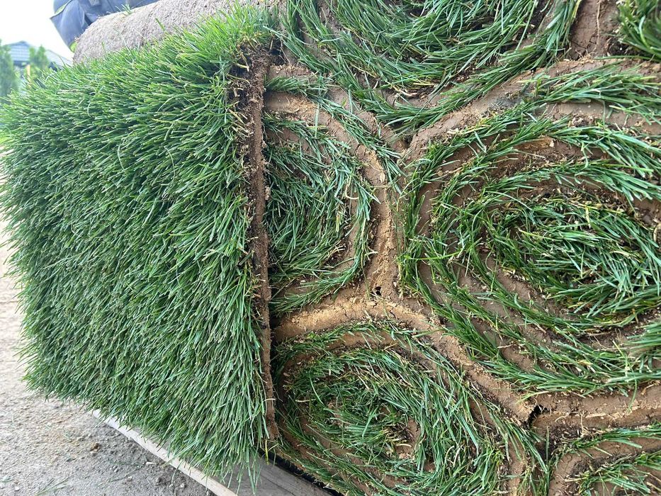 Trawa z rolki, trawa rolowana - najwyższa jakość - plantacja Lublin