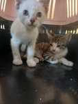 Gatinhos para adoção