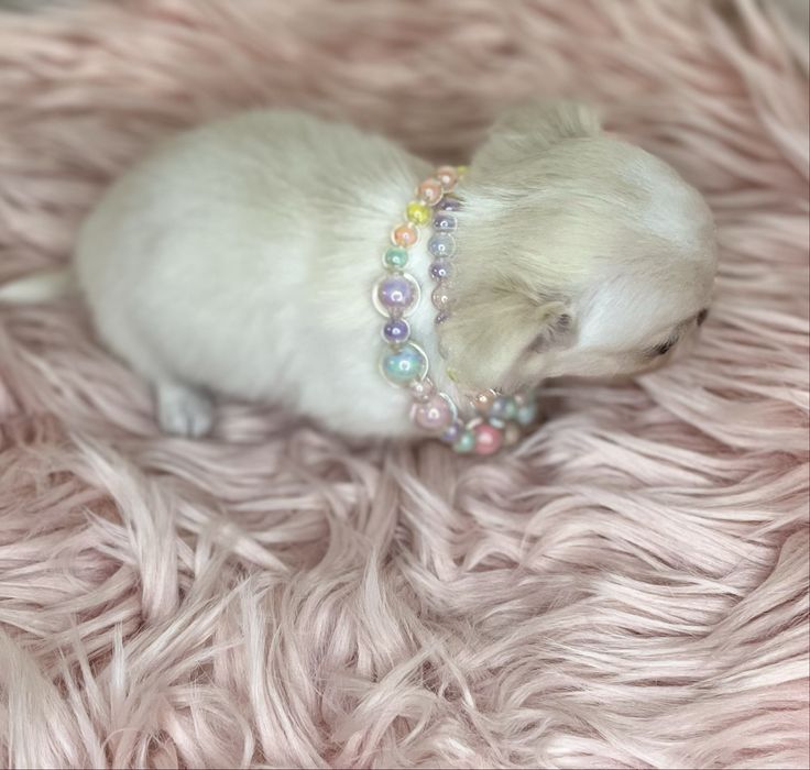 Chihuahua Femea disponivel