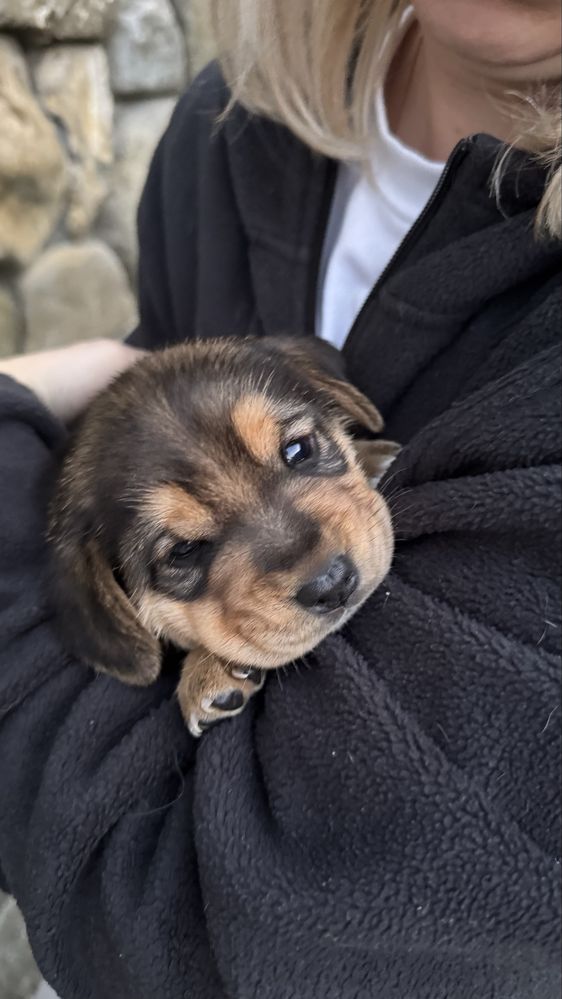 Цуциня дівчинка бігль