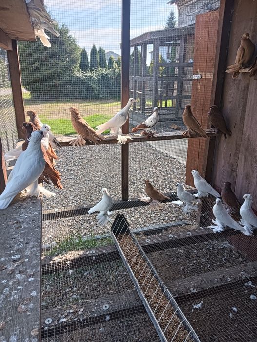 Gołebie ozdobne wywrotki wschodniopruskie