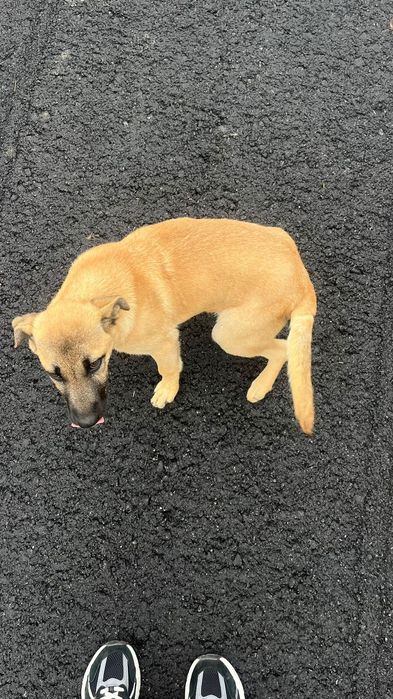 Цуценя дівчинка шукає дім