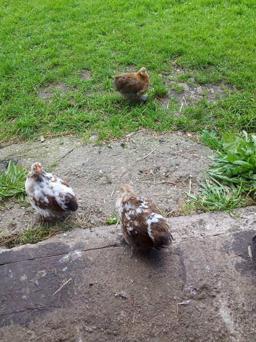 Silka.Kochin porcelanowy kury. Biegusy