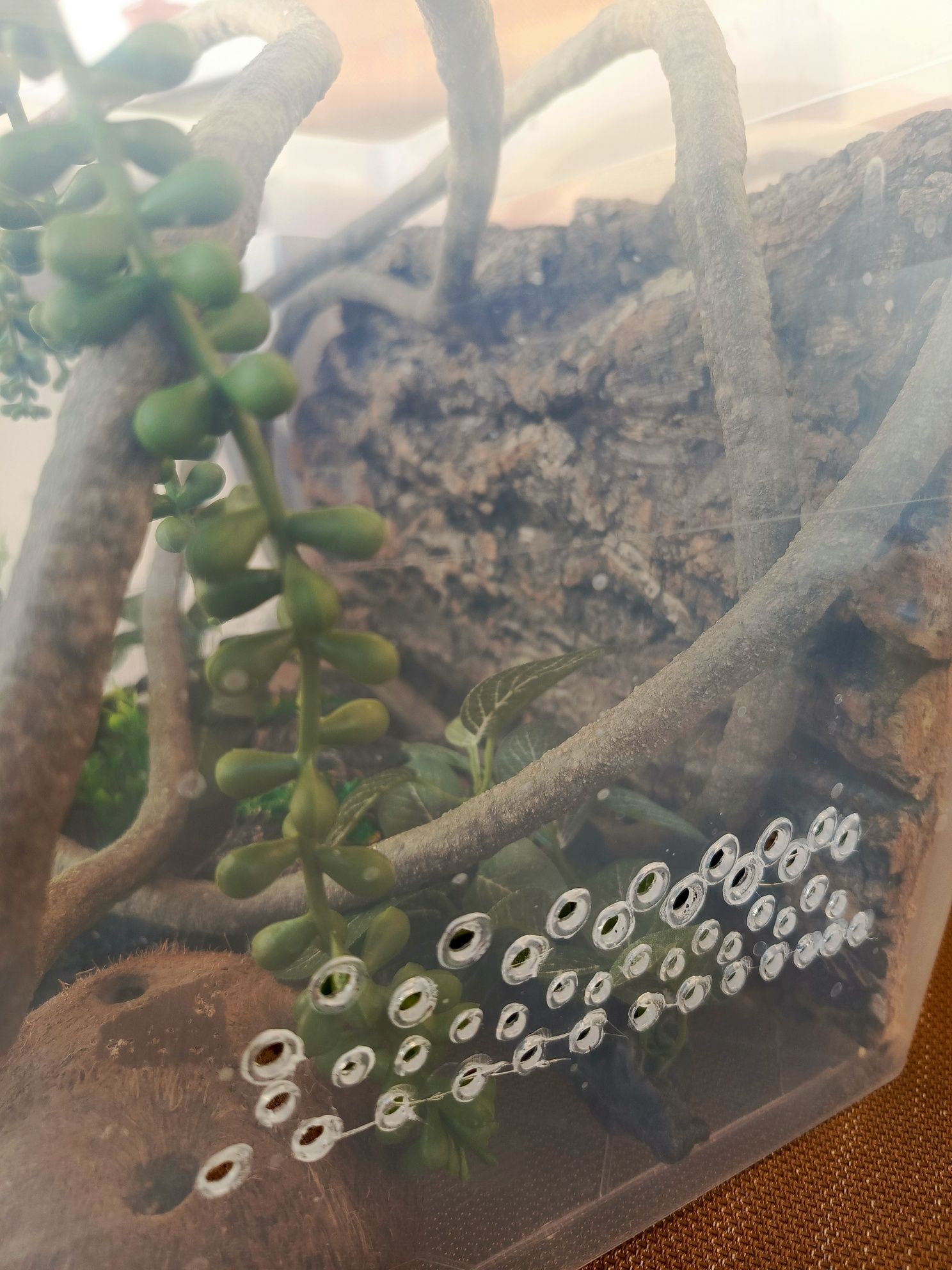 Terrarium dla gekona przejściowe