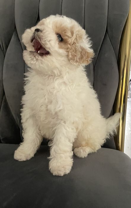 Maltipoo chłopczyk „Reksio”