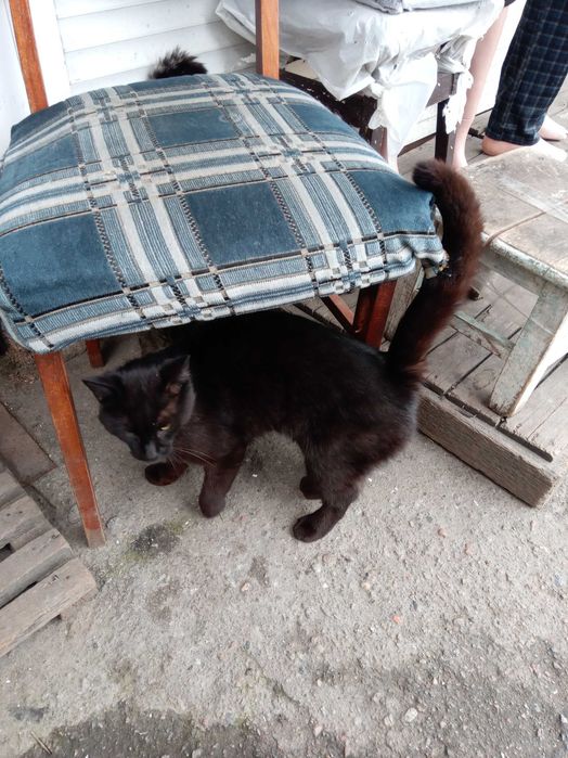 Котик чорний метис мейн - кун , ЧОРІ 1.5 року