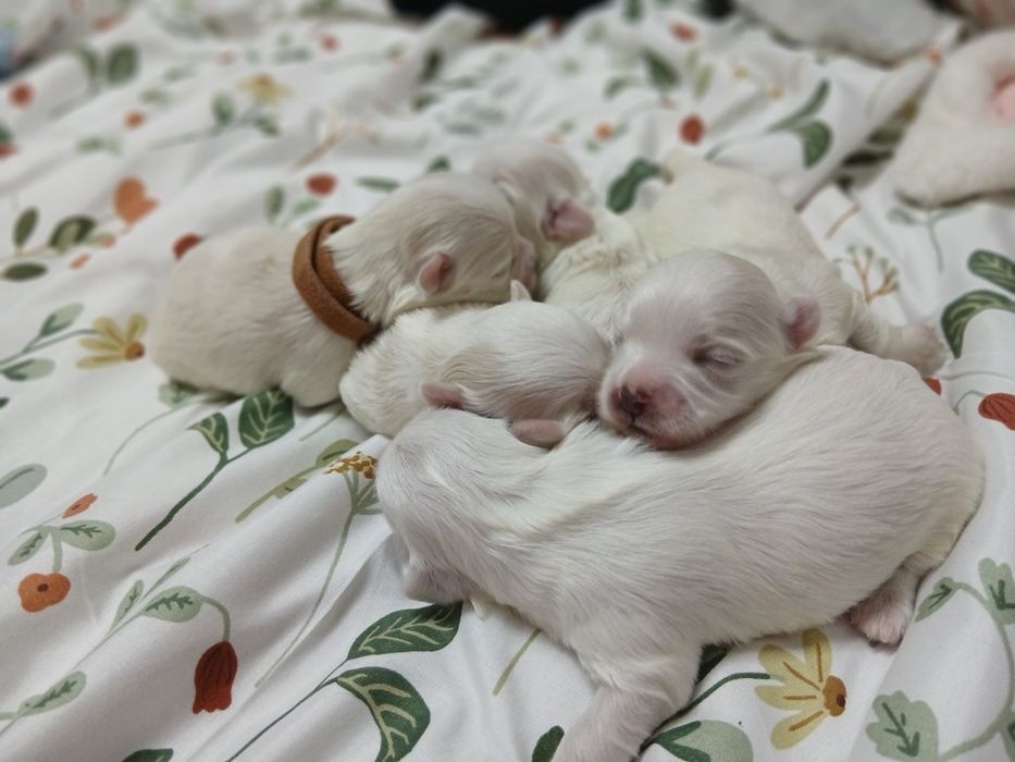 Suczka rasy maltańczyk