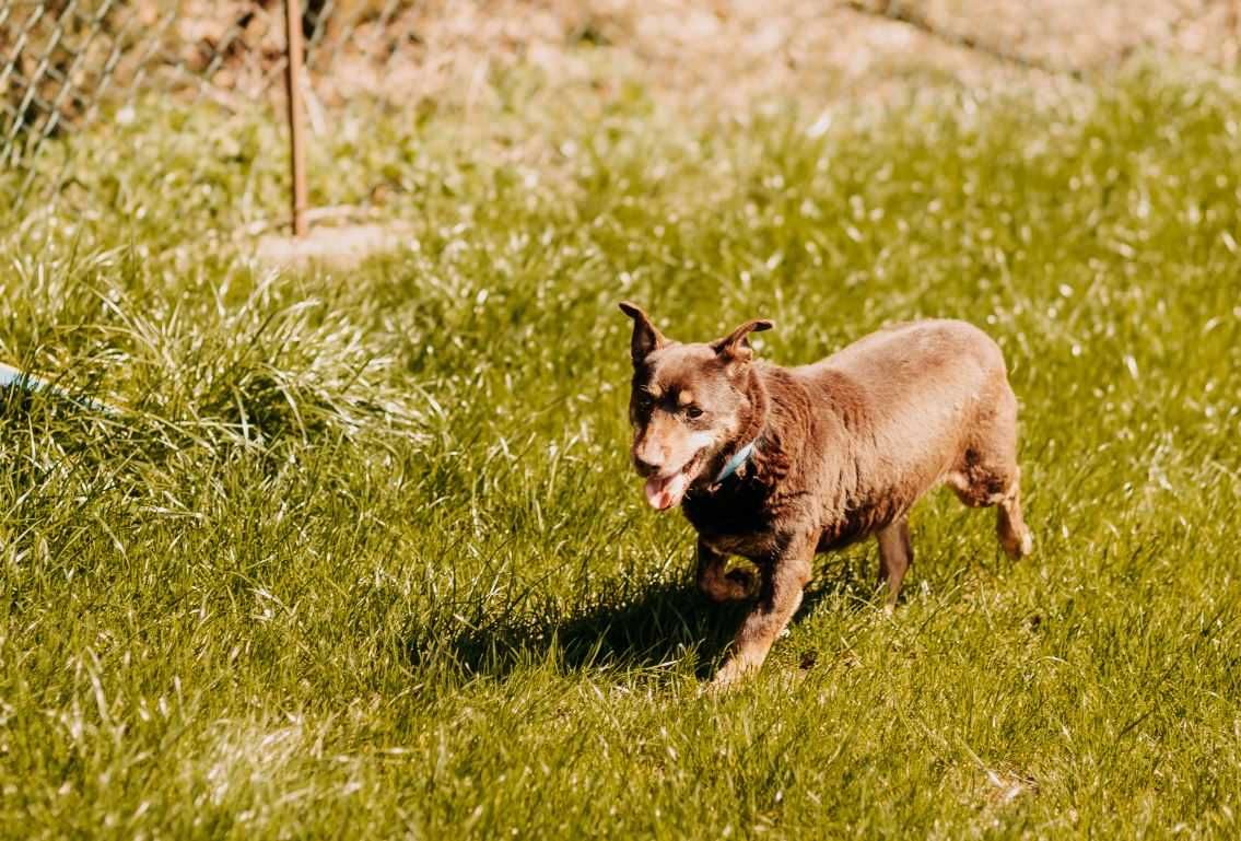 Delikatna, grzeczna sunia poleca się do adopcji!!!