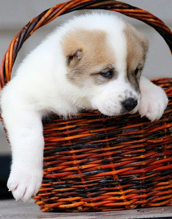 Хлопчики  чабанської  собаки  Кавказу.