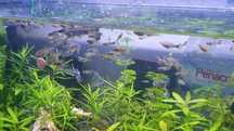 Guppys    sortidos