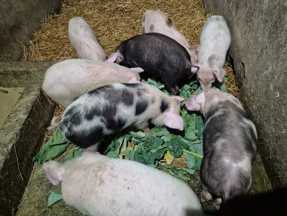 Porcos pietran com dois meses