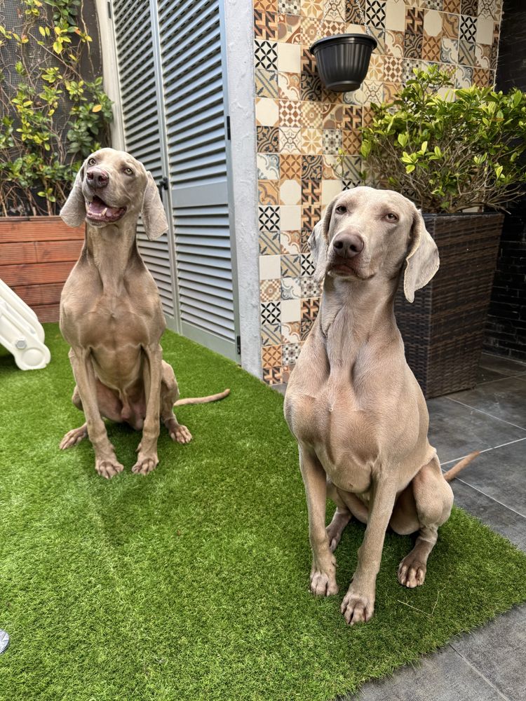 Braco Weimaraner
